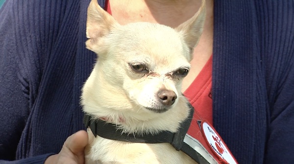  A PAWS 4 Love therapy dog